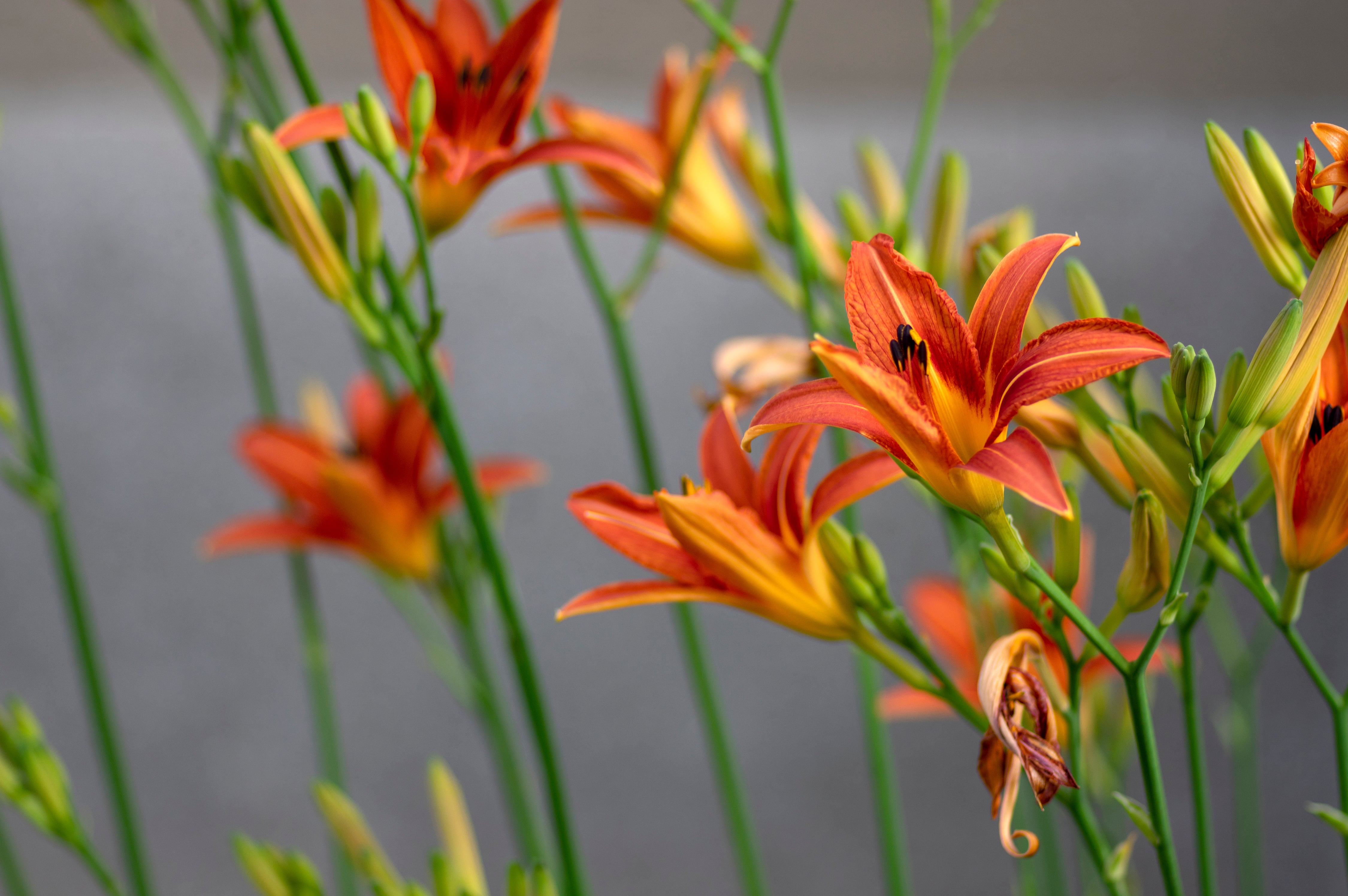 AdobeStock_367449394-min.jpeg