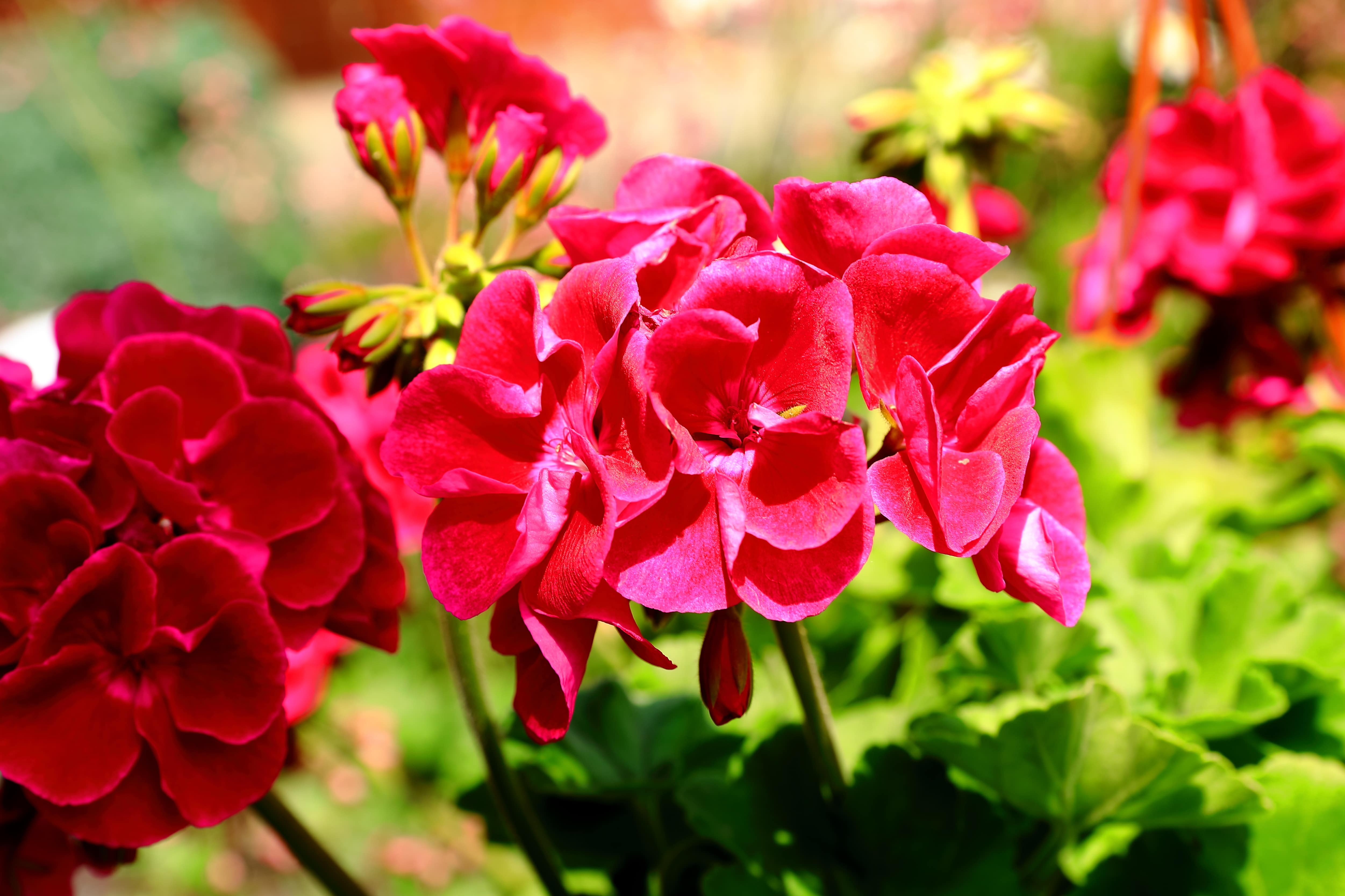 Pelargonie-min.jpeg