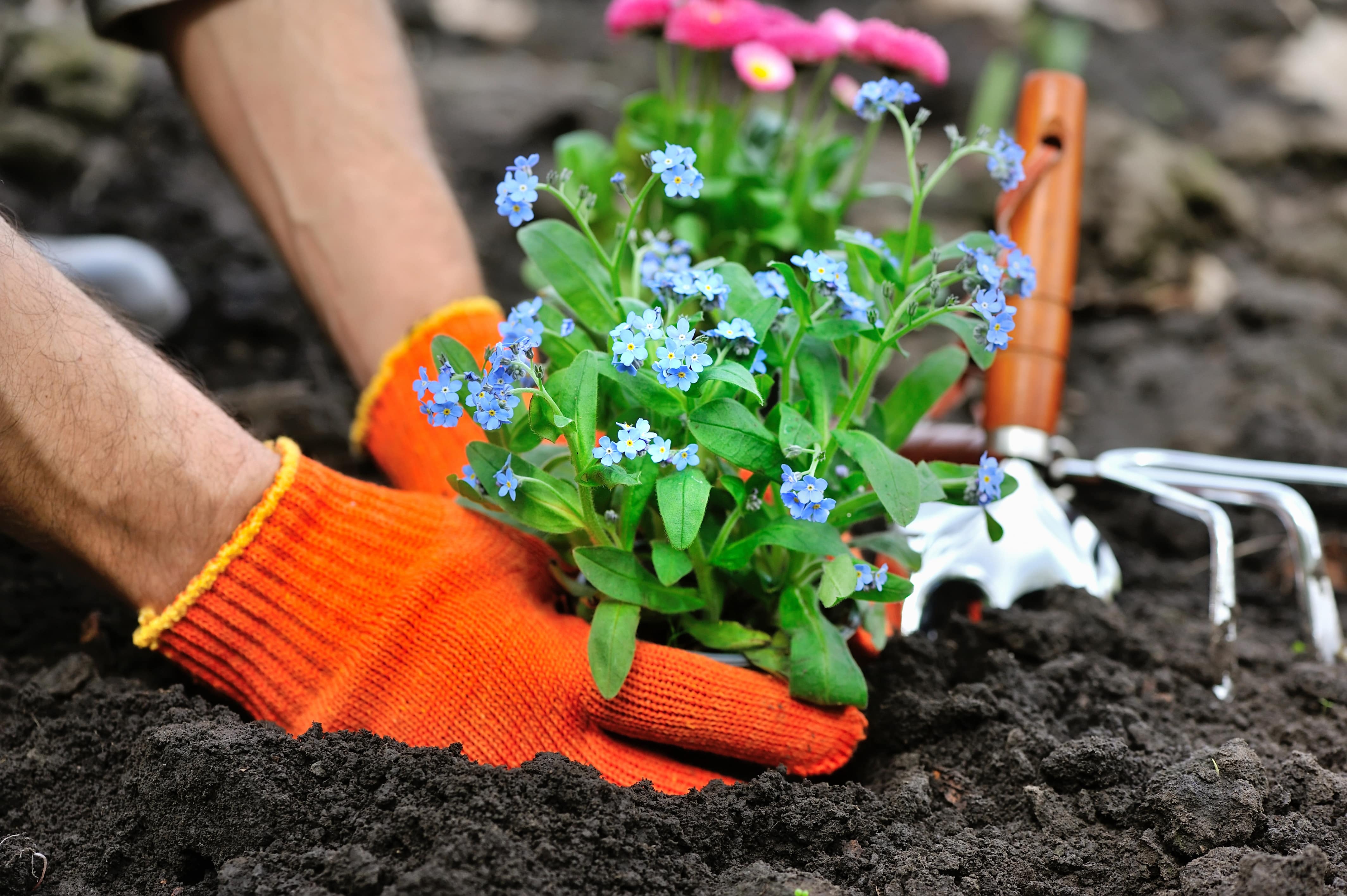 The gardener planted some. Незабудка Альпийская рассада. Сажать цветы. Посадка цветов. Рассада для клумб.