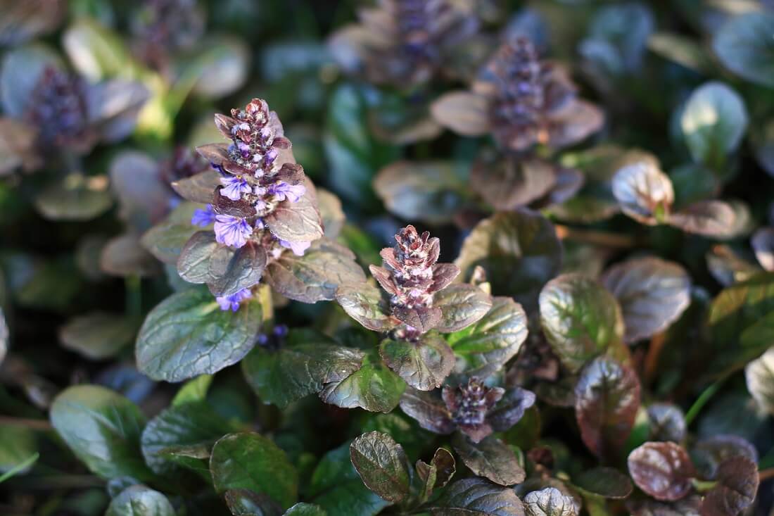 Dąbrówka rozłogowa (Ajuga reptans)