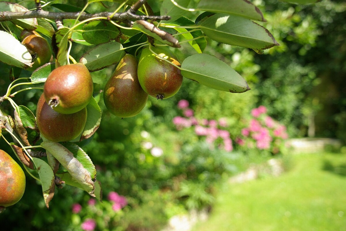 grusze-zapylacze.jpg