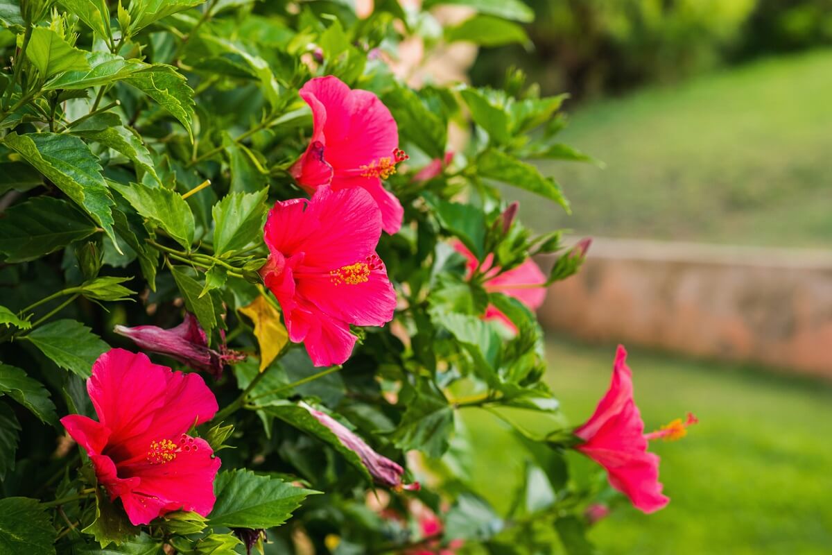 hibiskus-czerwony.jpg