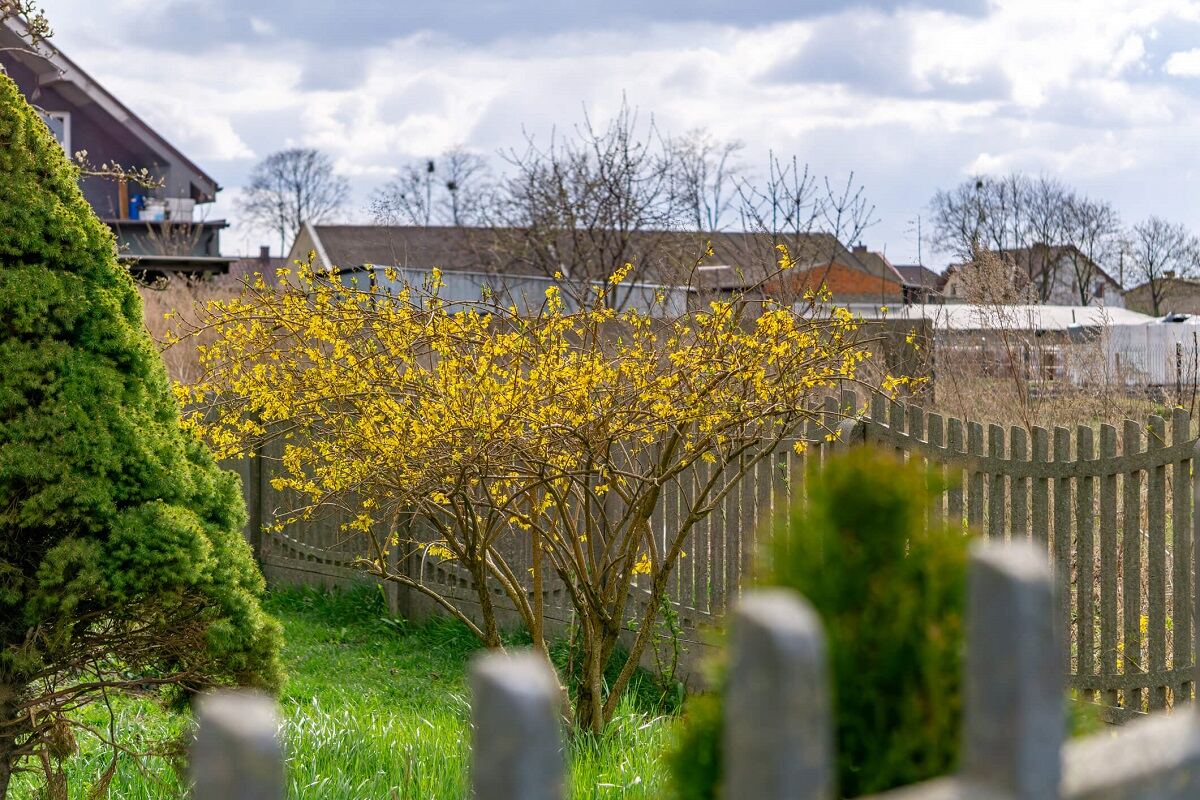 kiedy-przycina-sie-forsycje.jpg