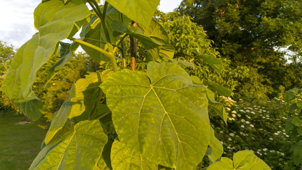 oxytree-uprawa.jpg