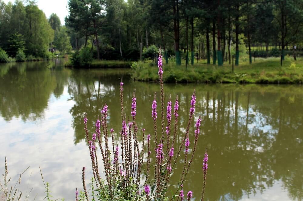 Kwiaty w ogrodzie na podmokłym terenie