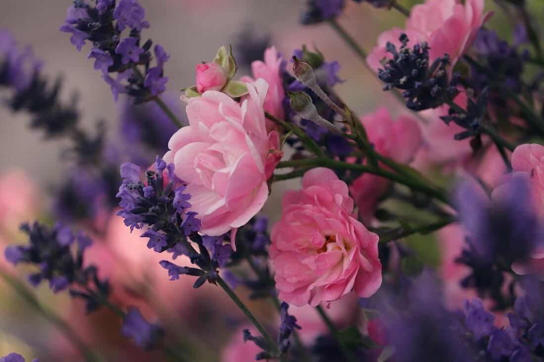 roze-i-byliny-w-ogrodzie.jpg