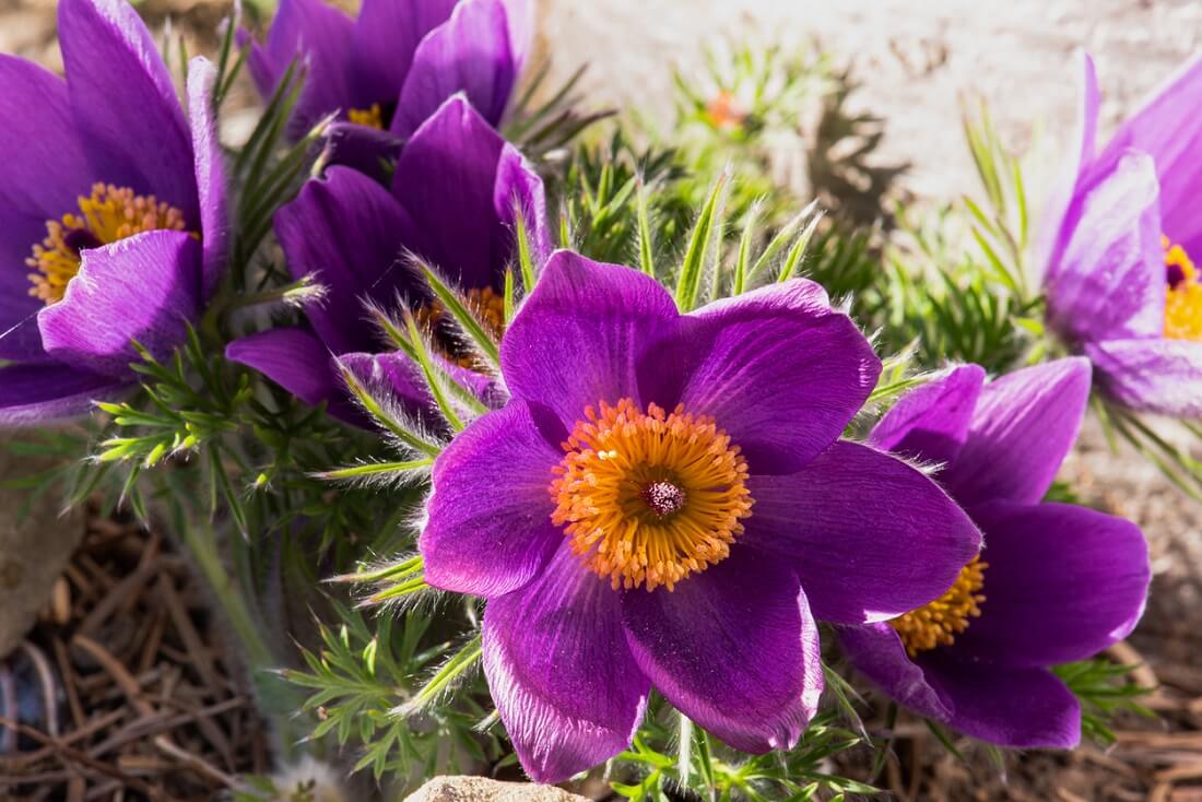 Sasanka zwyczajna (Pulsatilla vulgaris)