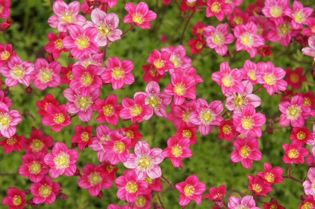 Skalnica arendsa (Saxifraga arendsii)
