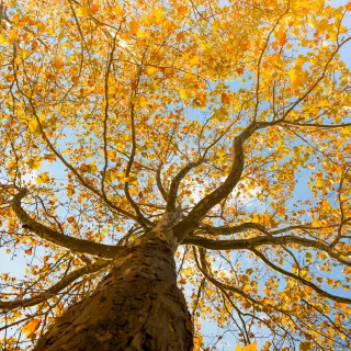 Jak dbać o drzewa i krzewy po opadnięciu liści?