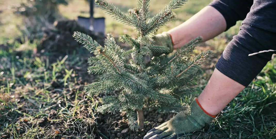 Przesadzanie choinki bożonarodzeniowej do ogrodu