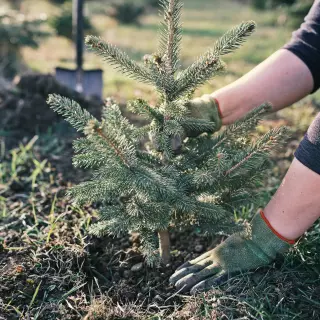 Przesadzanie choinki bożonarodzeniowej do ogrodu