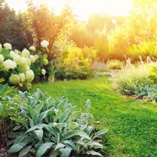 5 skutecznych sposobów na zabezpieczenie roślin przed upałami