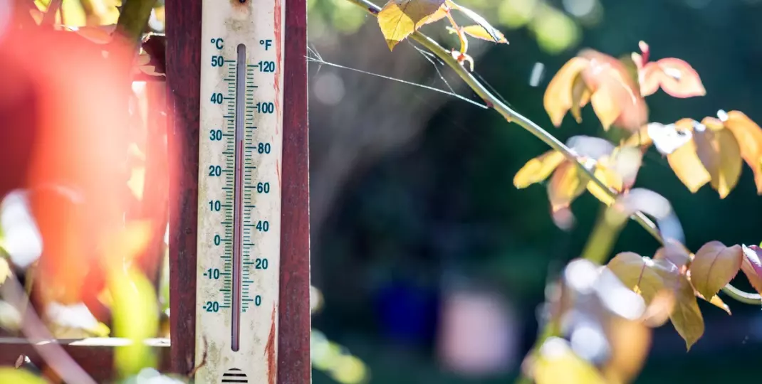Rośliny do twojego ogrodu, które dobrze znoszą upały i suszę