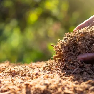 Włókno kokosowe - Czym jest i jak wykorzystać je w ogrodzie?