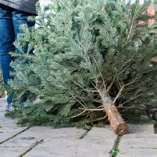 Zrób z choinki... kompost! Z pomocą przychodzą urządzenia Stiga