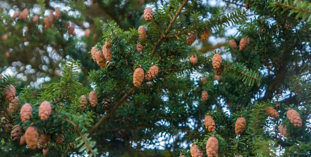 Choina kanadyjska: jak uprawiać ją w ogrodzie? Poznaj najważniejsze wskazówki