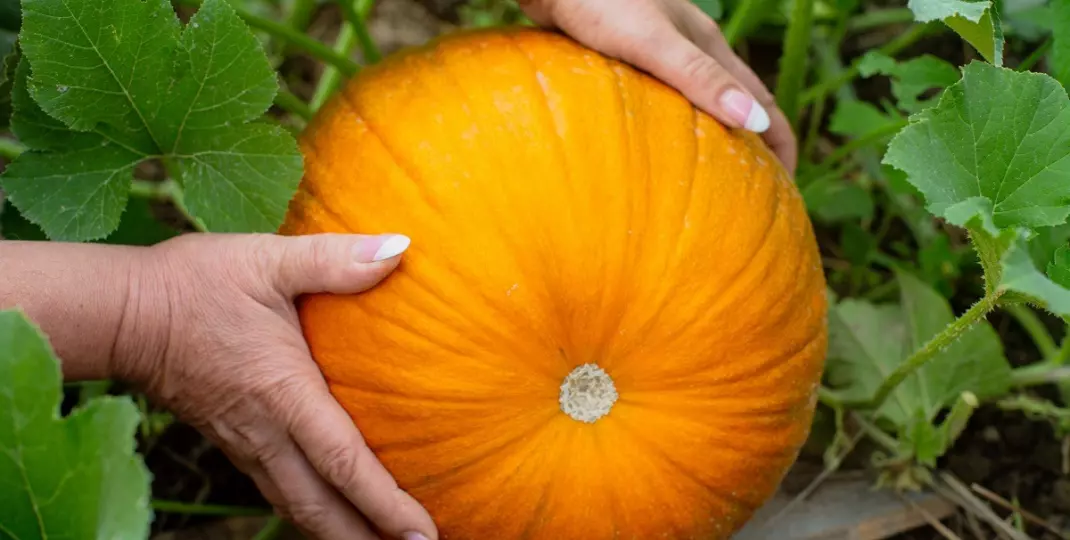Dynie w ogrodzie. Jak je uprawiać i pielęgnować?