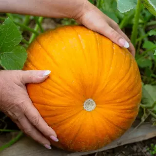 Dynie w ogrodzie. Jak je uprawiać i pielęgnować?