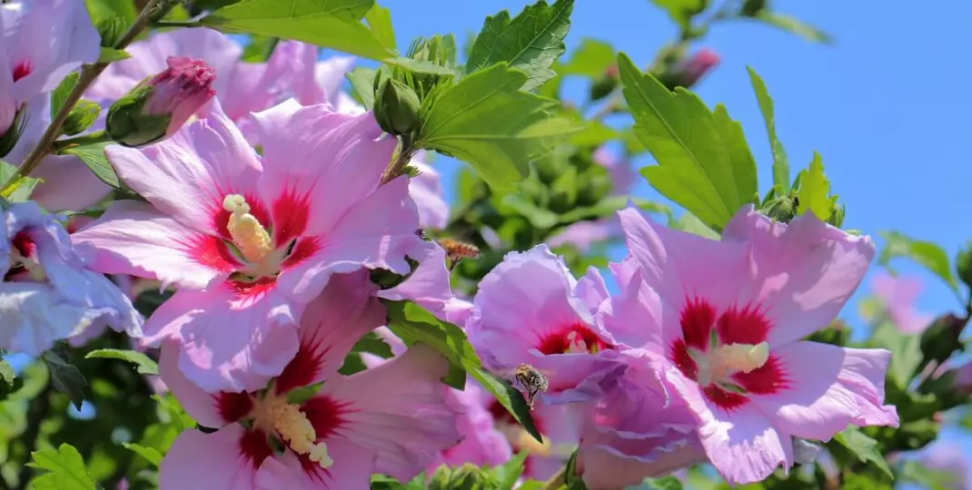 Uprawa hibiskusa nie musi być trudna. Jak robić to prawidłowo?