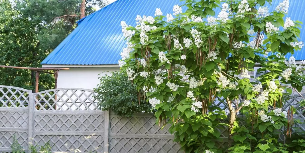 Katalpa w ogrodzie. Jak zaaranżować i pielęgnować to egzotyczne drzewko?