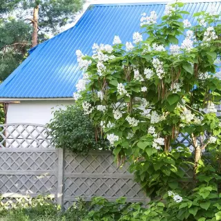 Katalpa w ogrodzie. Jak zaaranżować i pielęgnować to egzotyczne drzewko?