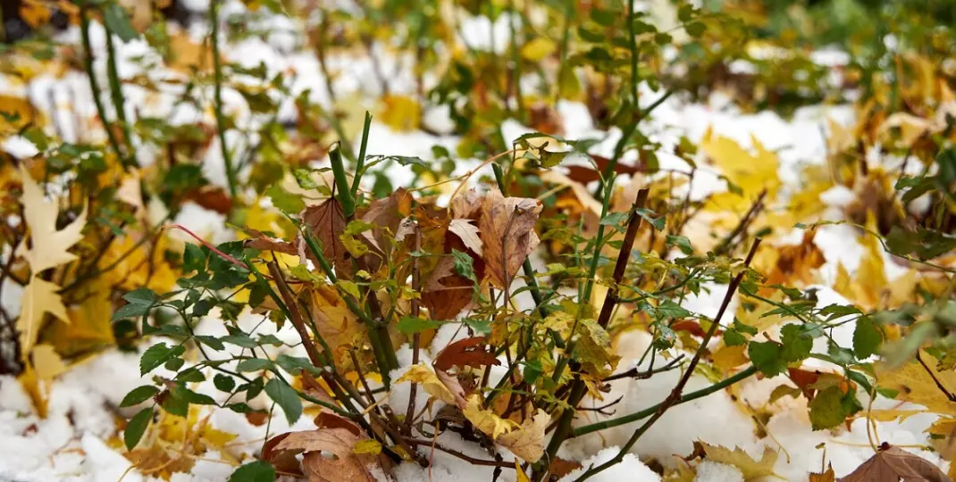 Jak pielęgnować i kiedy przycinać róże na zimę? Tak przygotujesz krzewy do mrozów