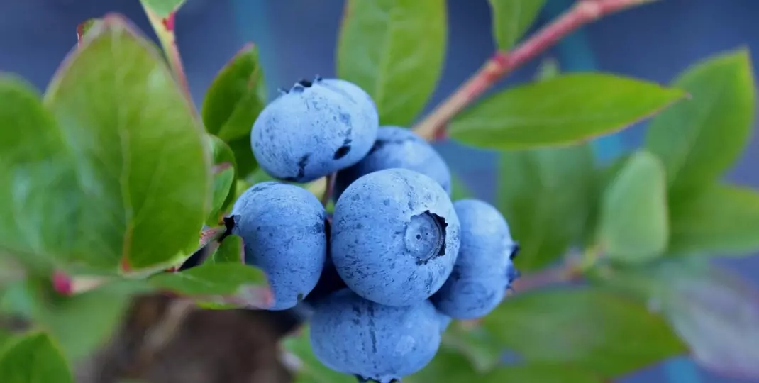 Kiedy sadzić borówki? Najlepszy moment i warunki dla obfitych plonów