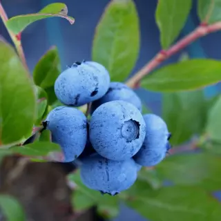 Kiedy sadzić borówki? Najlepszy moment i warunki dla obfitych plonów