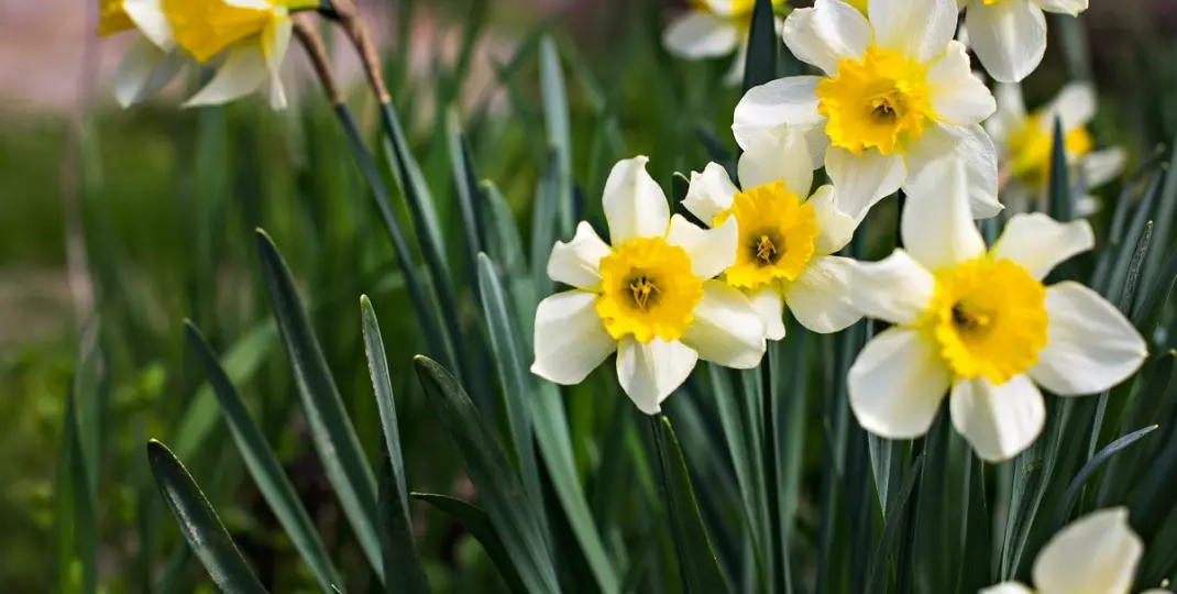 Kiedy sadzić narcyzy, aby pięknie zakwitły wiosną? Terminy i wskazówki dla ogrodników