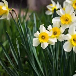 Kiedy sadzić narcyzy, aby pięknie zakwitły wiosną? Terminy i wskazówki dla ogrodników