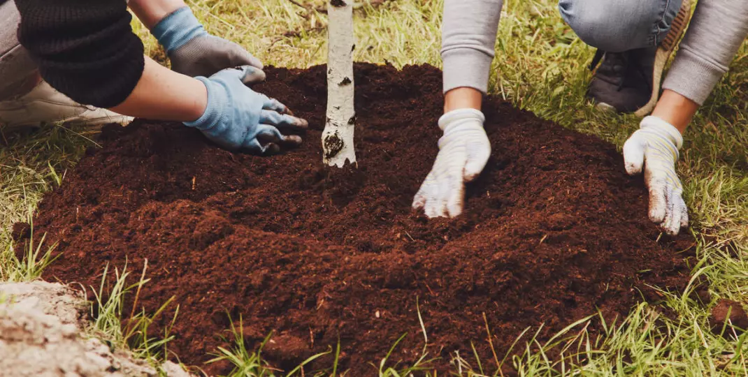 Kiedy sadzić brzozy? Najlepszy termin i warunki dla sadzenia