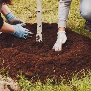 Kiedy sadzić brzozy? Najlepszy termin i warunki dla sadzenia