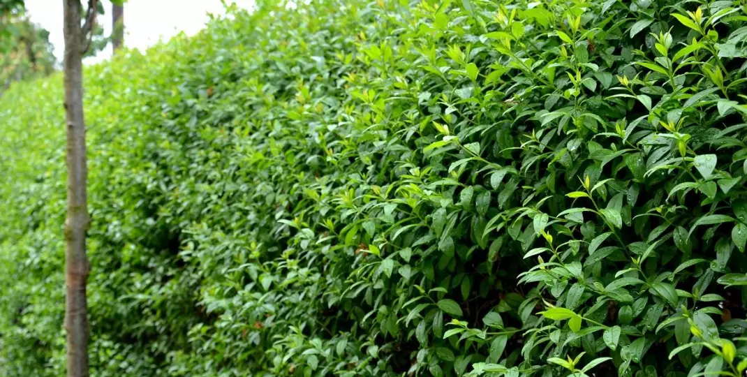 Ligustr zimozielony: dobry wybór na gęsty żywopłot w ogrodzie