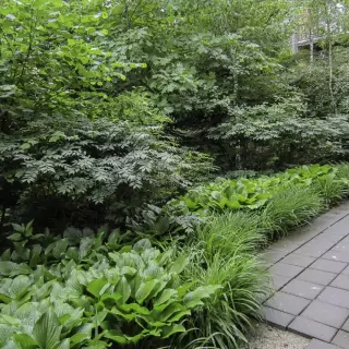 Ogród leśny we własnym stylu. Jak stworzyć przestrzeń inspirowaną naturą?