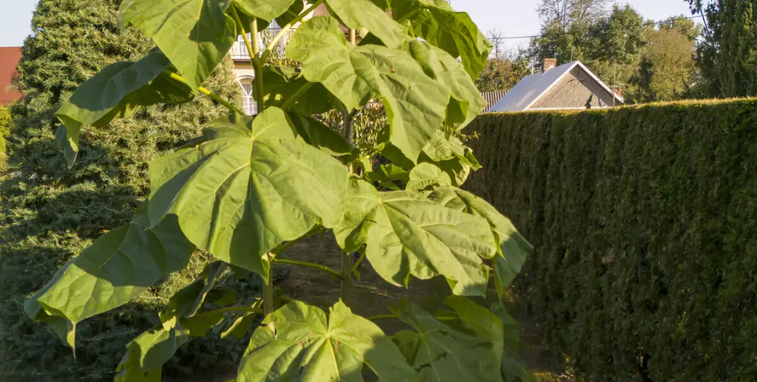 Drzewo tlenowe w ogrodzie. Jak uprawiać i pielęgnować Oxytree?