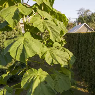 Drzewo tlenowe w ogrodzie. Jak uprawiać i pielęgnować Oxytree?