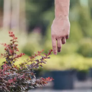 Przycinanie berberysów. Jak i kiedy, aby roślina pięknie rosła?