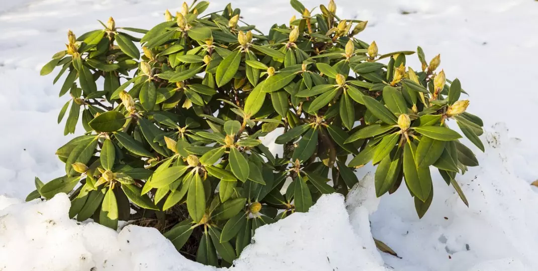 Rododendron zimą – jak go zabezpieczyć przed mrozem?