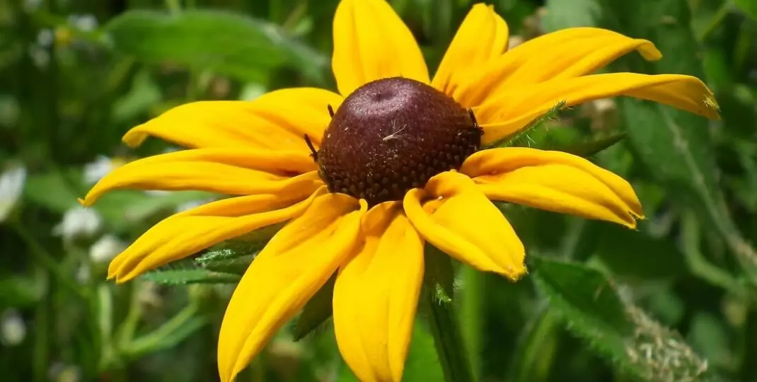 Rudbekia błyskotliwa – idealny kwiat ogrodowy. Jak uprawiać?