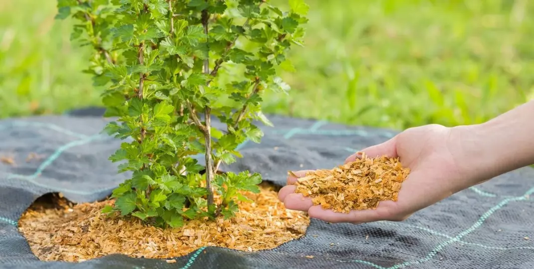 Jak wykorzystać trociny w ogrodzie? Pomysły, o których nie każdy wie