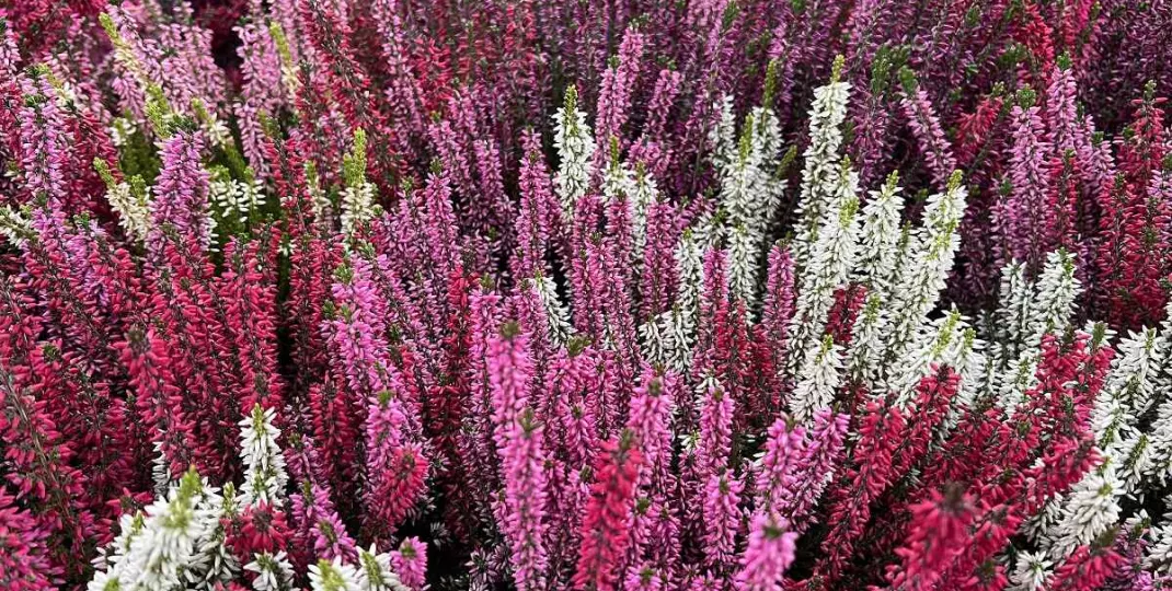 Wrzosowiska w ogrodzie. Jak stworzyć romantyczną przestrzeń pełną koloru?