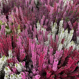 Wrzosowiska w ogrodzie. Jak stworzyć romantyczną przestrzeń pełną koloru?