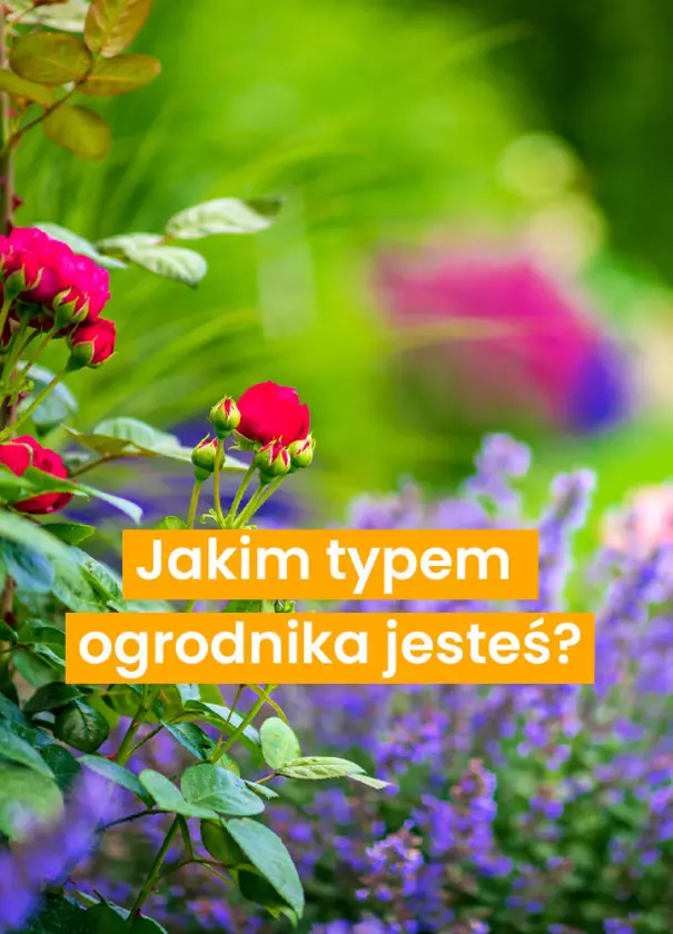 Rozwiąż quiz!